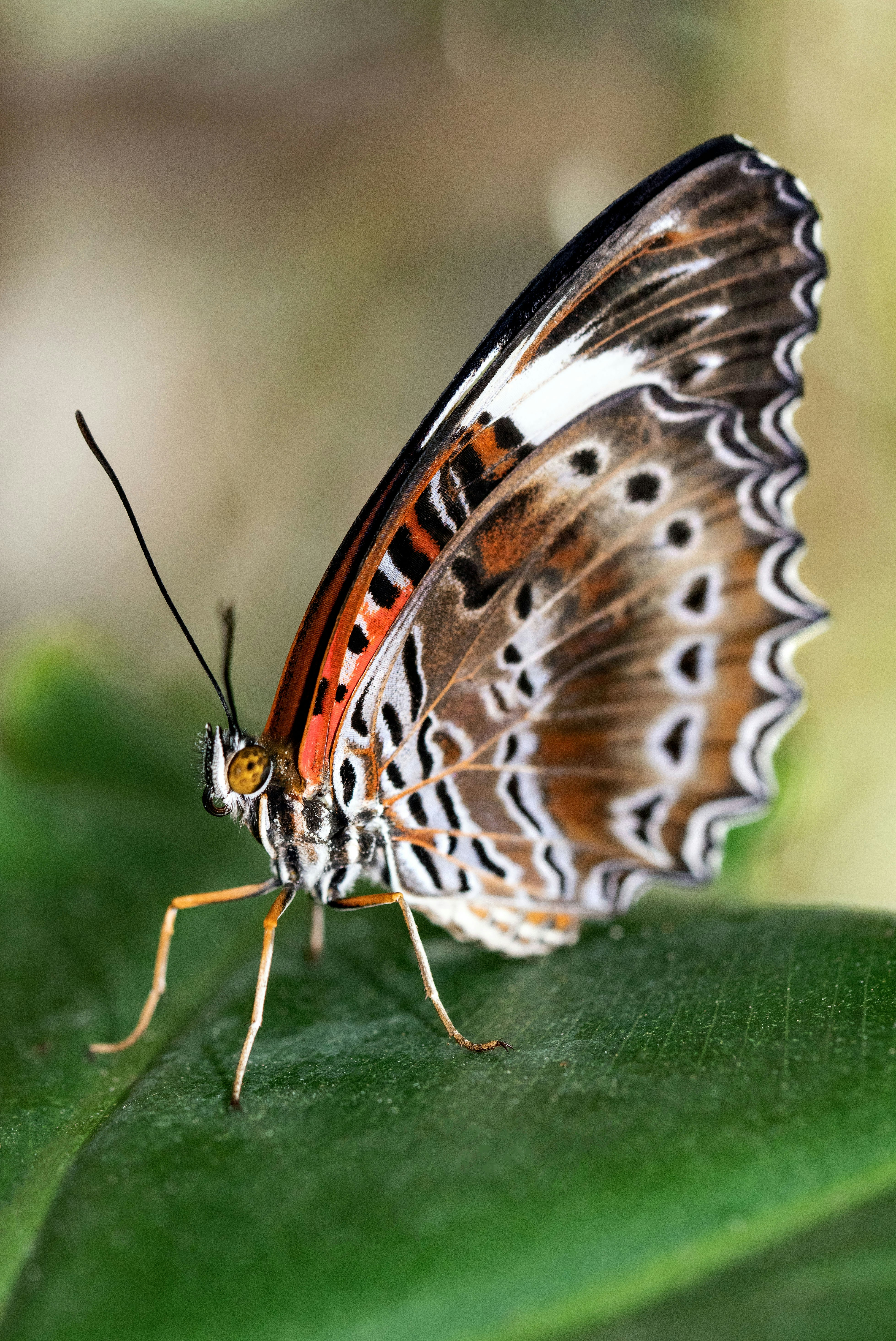 brown white and black butterfly on green leaf