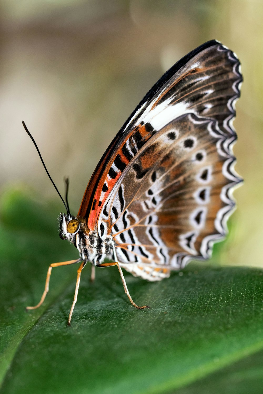 brown white and black butterfly on green leaf