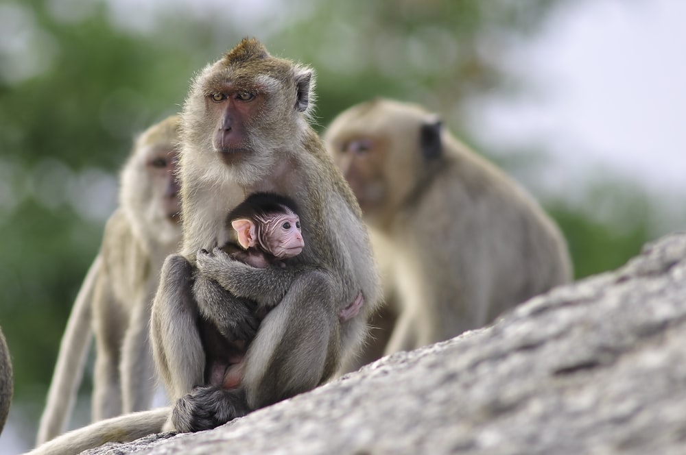 macaco marrom no galho da árvore durante o dia