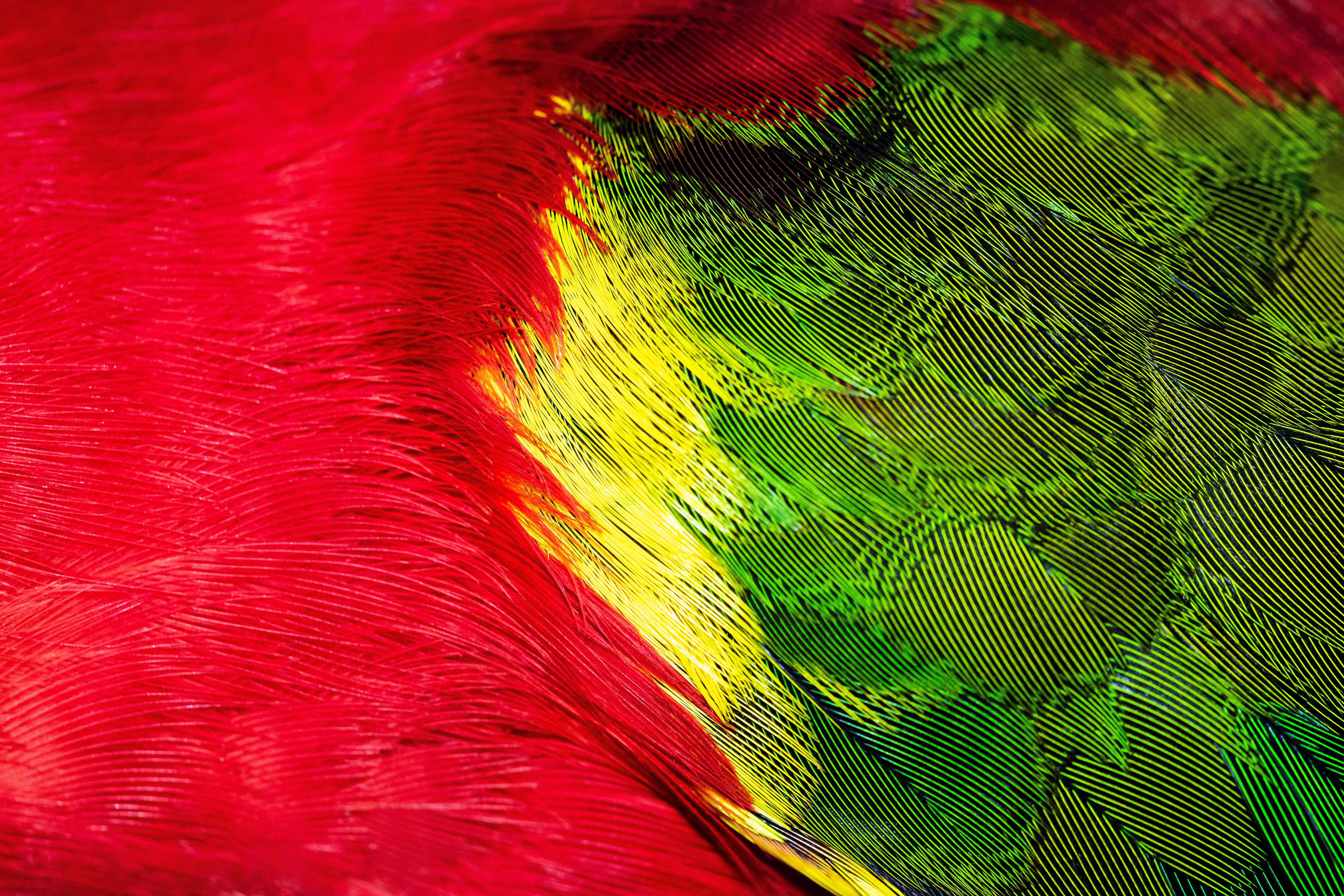 Feather Health