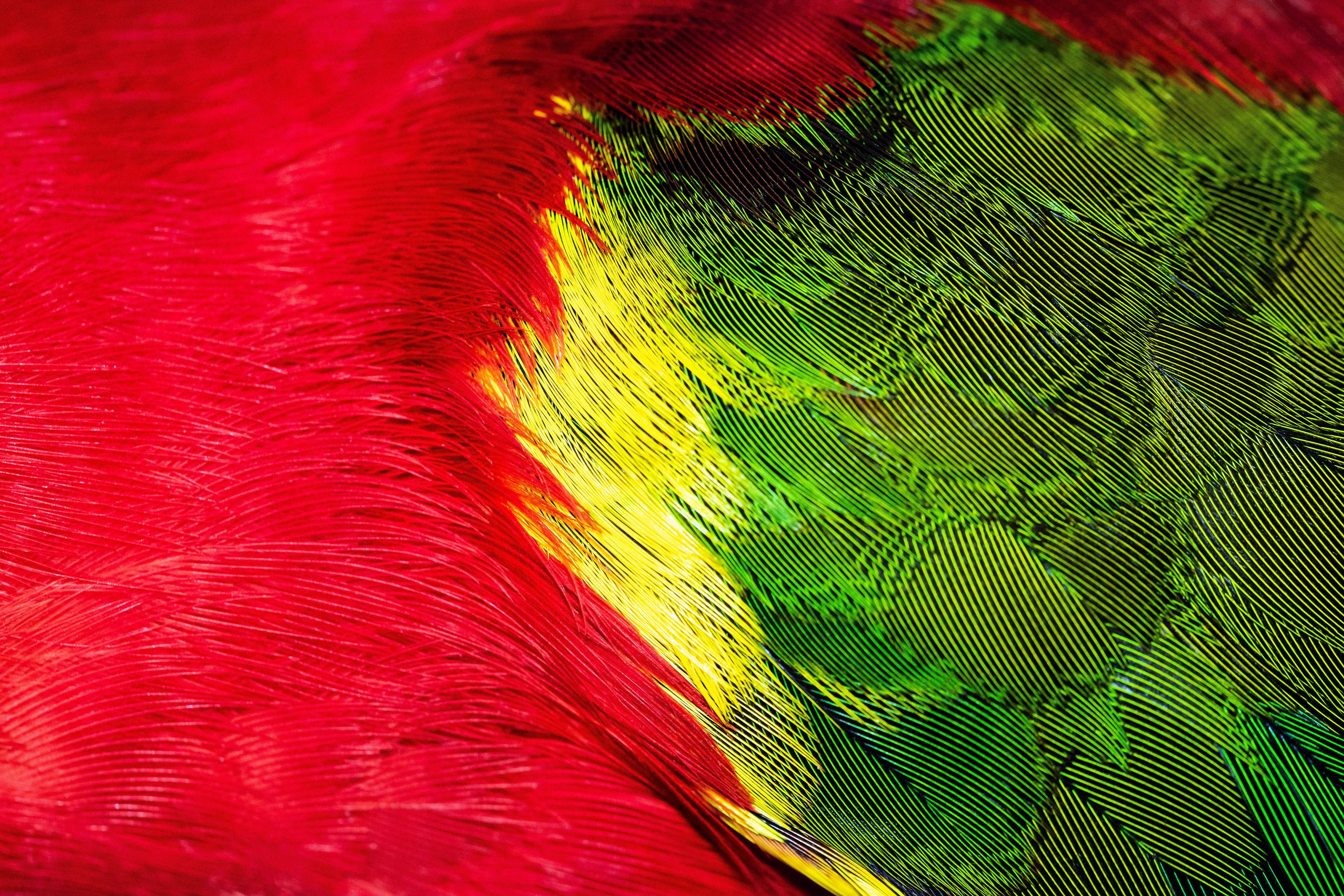 red green and yellow bird