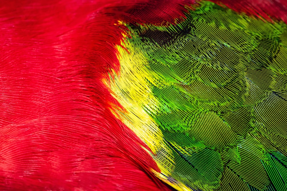 uccello rosso, verde e giallo