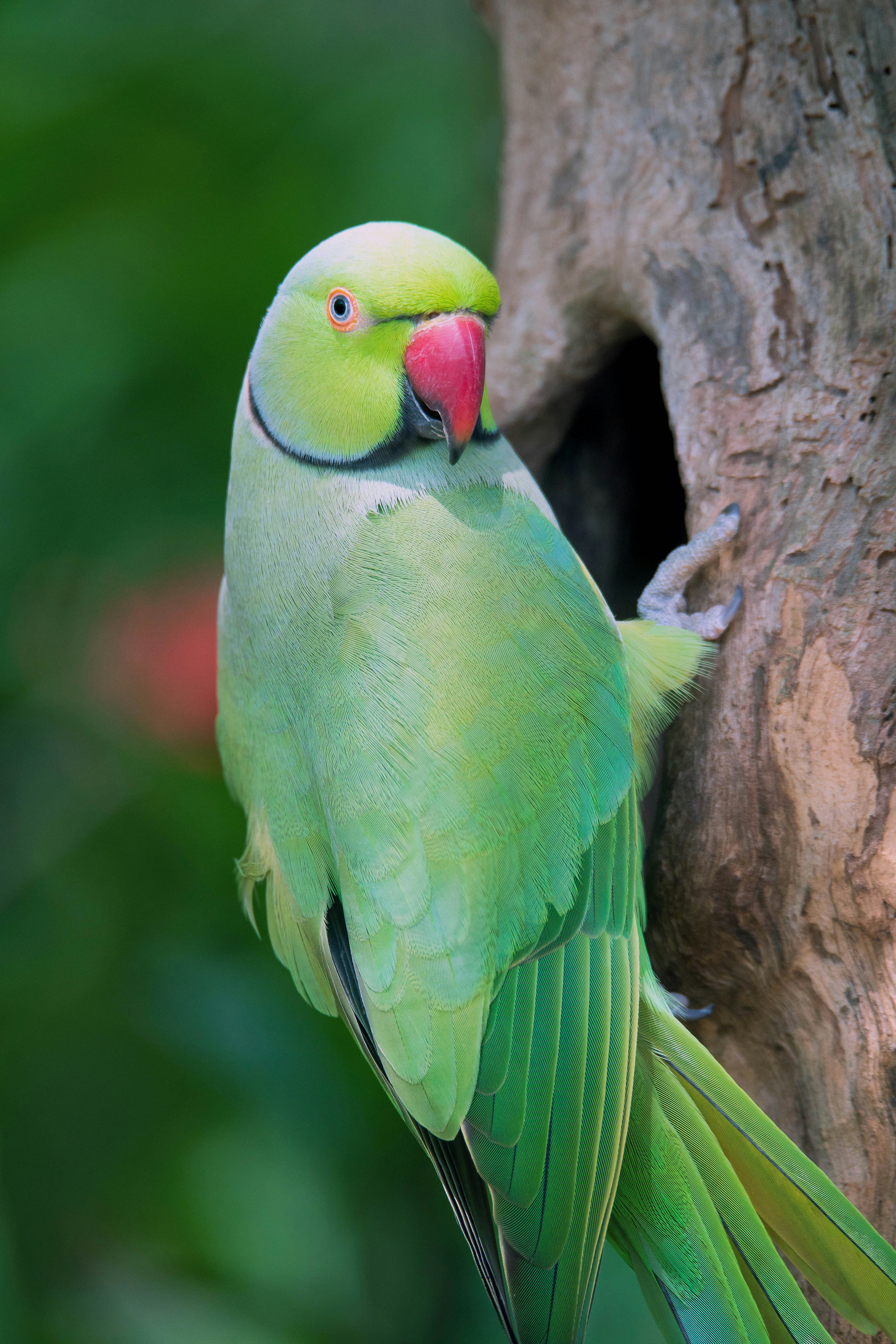 Green Parrot Pictures Download Free Images on Unsplash