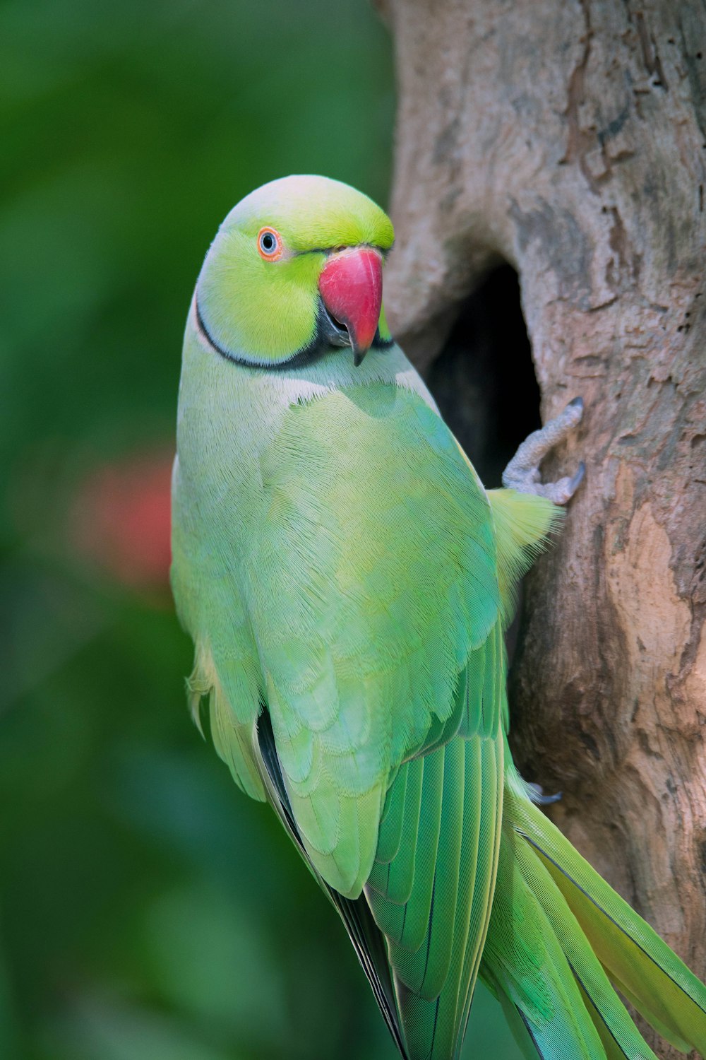 green and red bird on brown tree branch