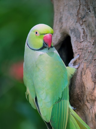 green and red bird on brown tree branch