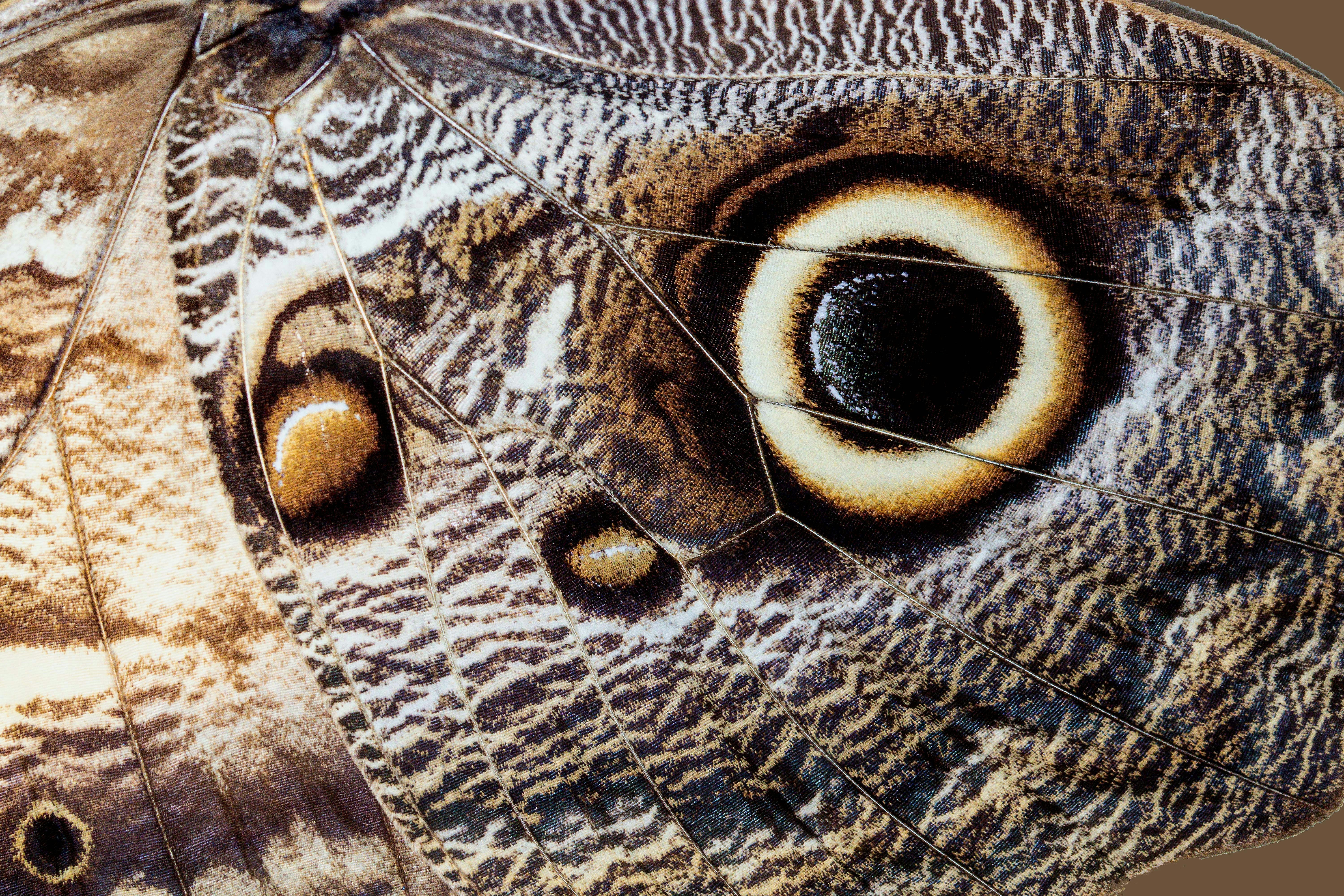 Close up of the wings of an Owl Butterfly Caligo memnon. The false eye spots help to deter predators. These butterflies are native to forests in Central and South America.