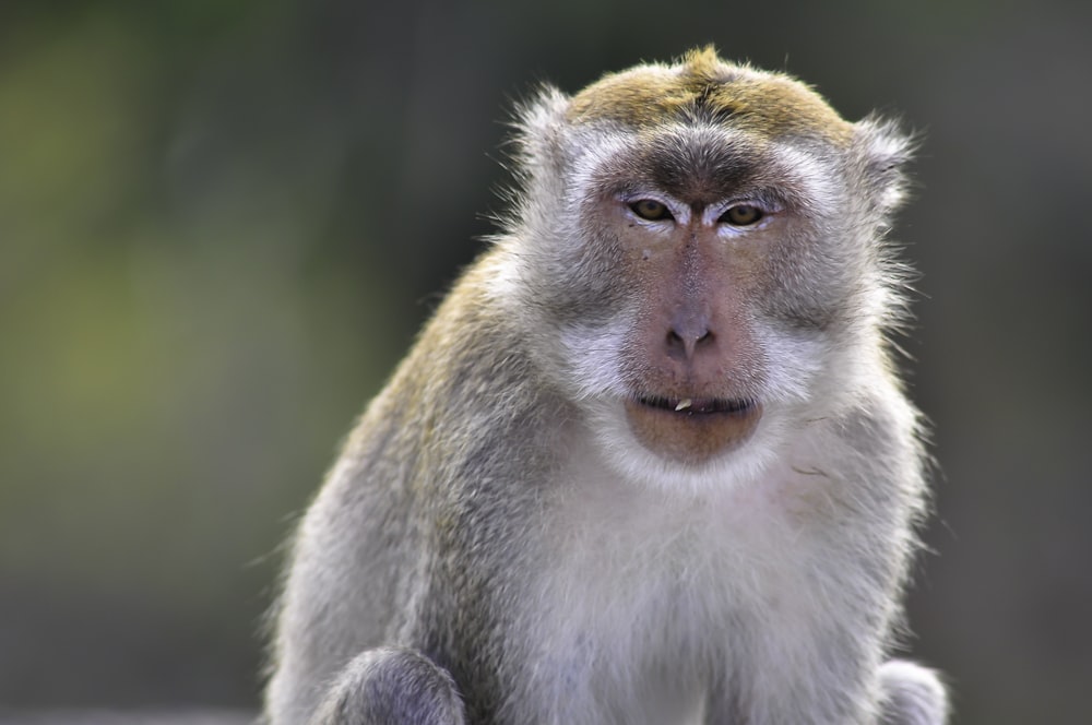 brown and white monkey in tilt shift lens