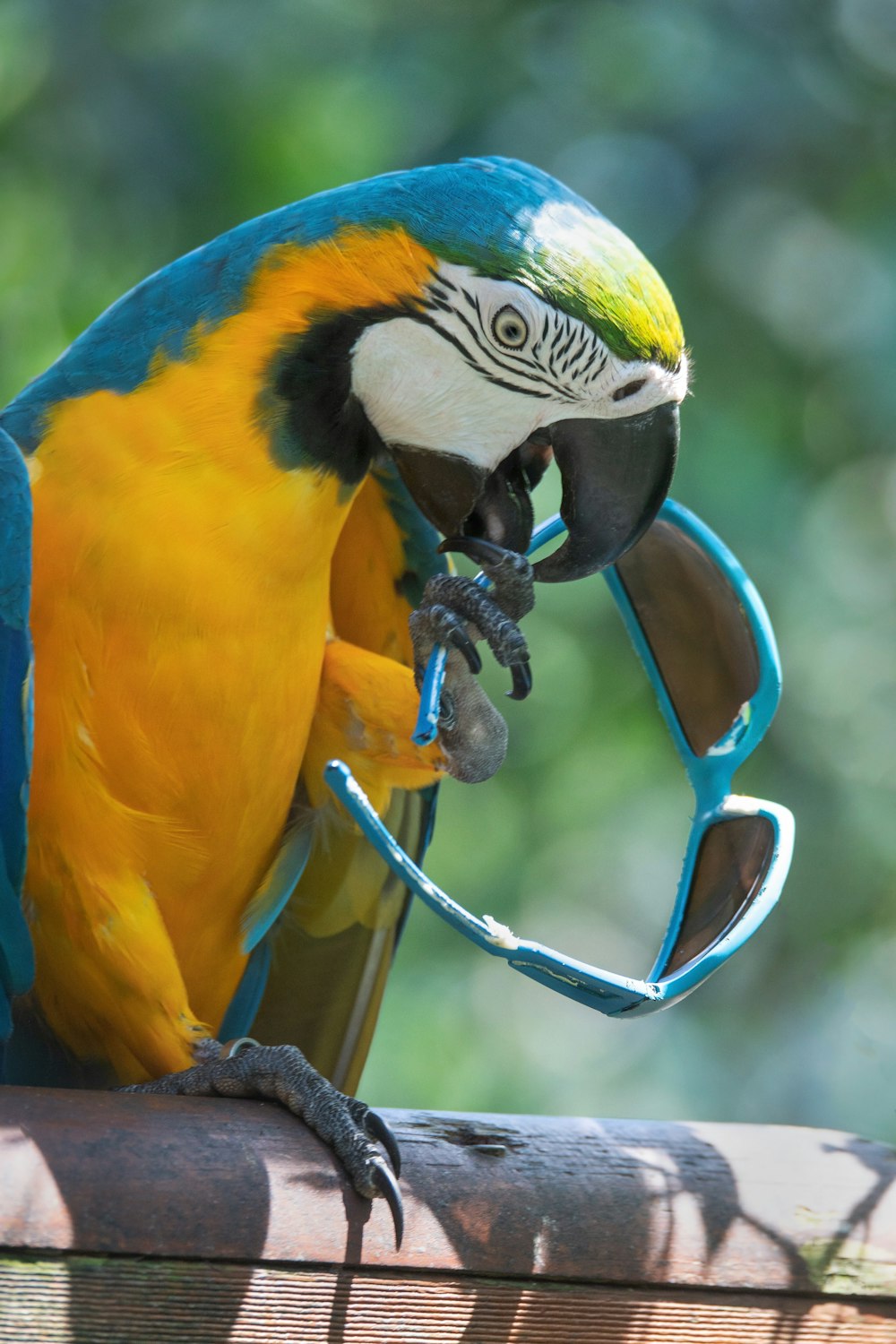 pappagallo blu, giallo e verde