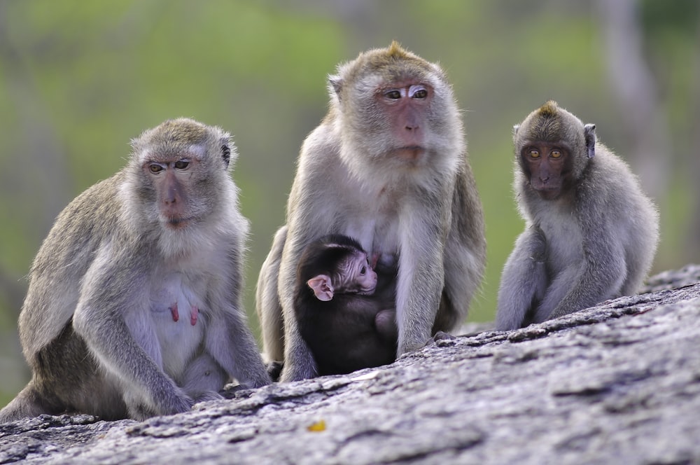 brown monkey on gray tree branch