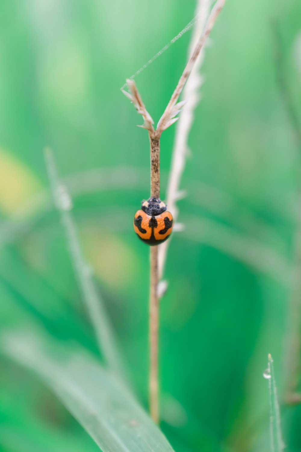 orange and black ladybug on green leaf in close up photography during daytime