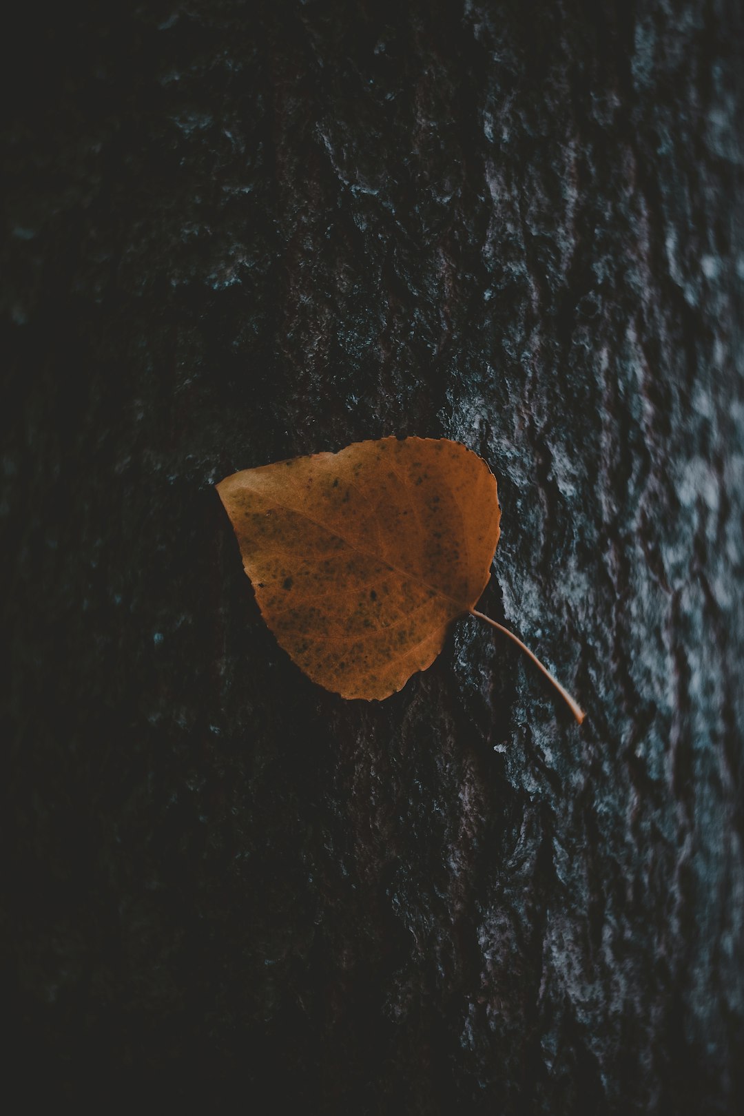 brown leaf on black surface