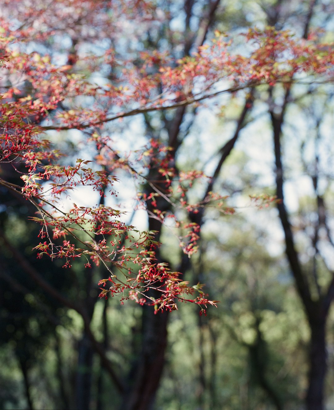 brown leaves on brown tree branch during daytime