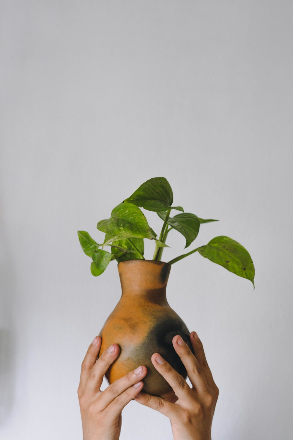 green leaves on brown ceramic vase