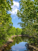 green trees beside river under blue sky during daytime