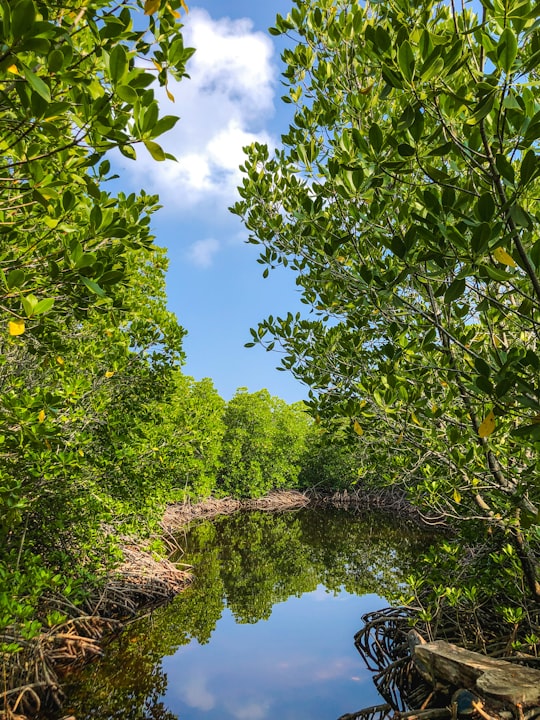 photo of Kumundhoo Watercourse near Baarah