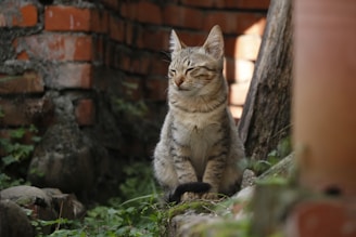 A gentle stray cat resting peacefully in a sunlit garden, embodying the calm and care of our TNR efforts.