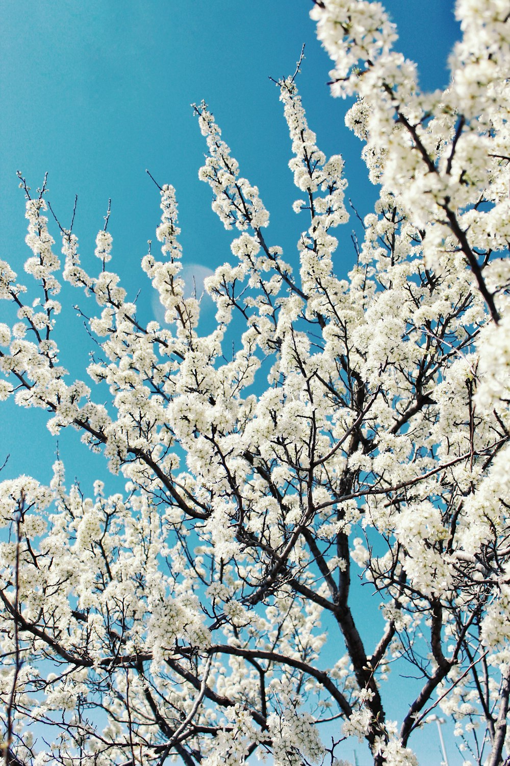 white cherry blossom tree during daytime