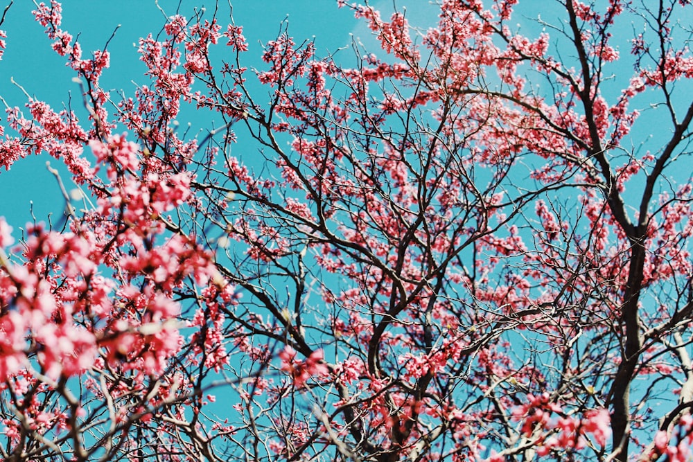 pink cherry blossom tree under blue sky during daytime