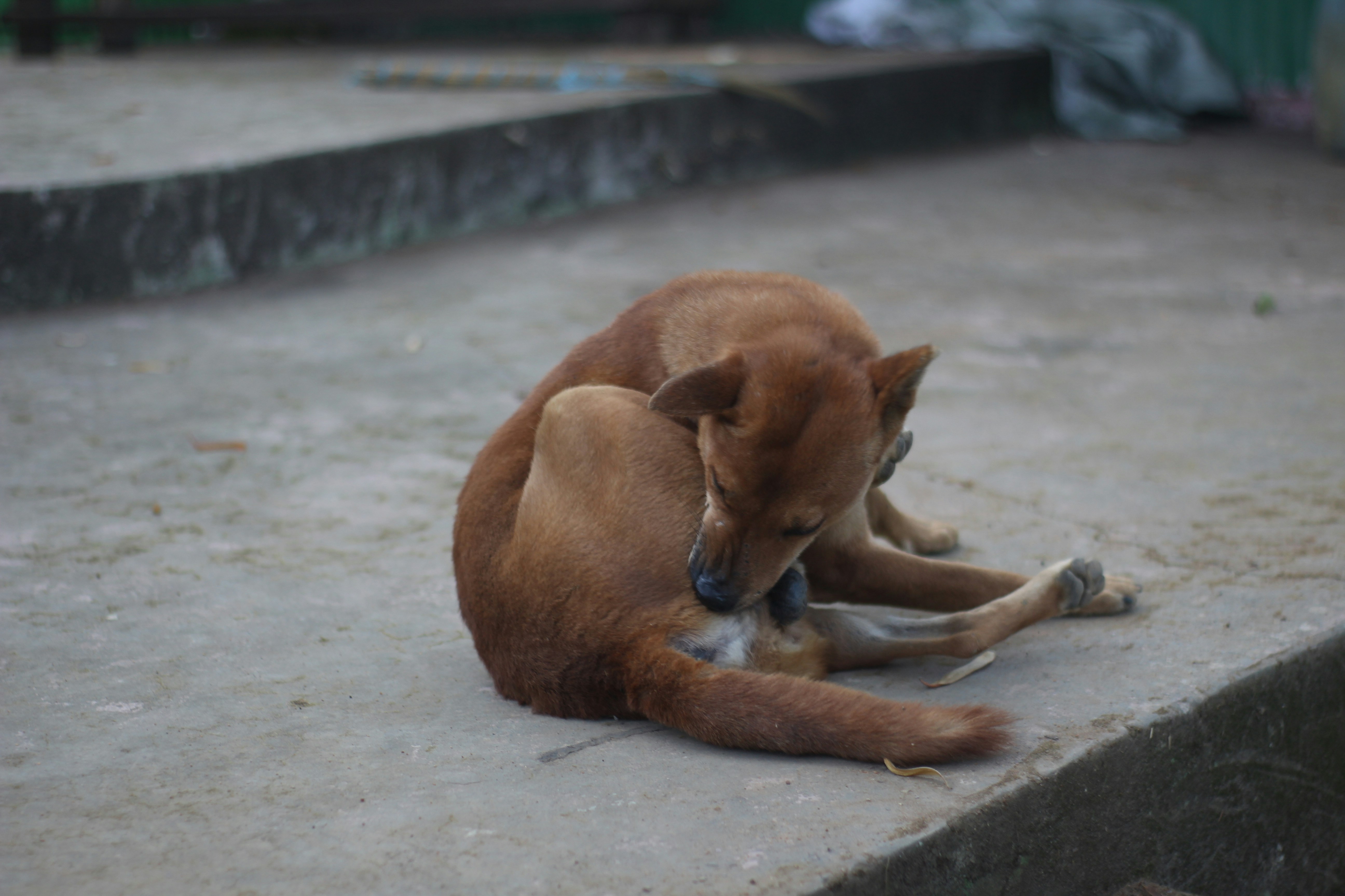 brown short coated dog lying on gray concrete floor during daytime