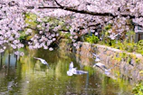 A serene riverside view in Korea with cherry blossoms gently falling onto the water.