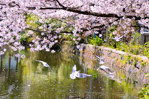 A serene riverside view in Korea with cherry blossoms gently falling onto the water.