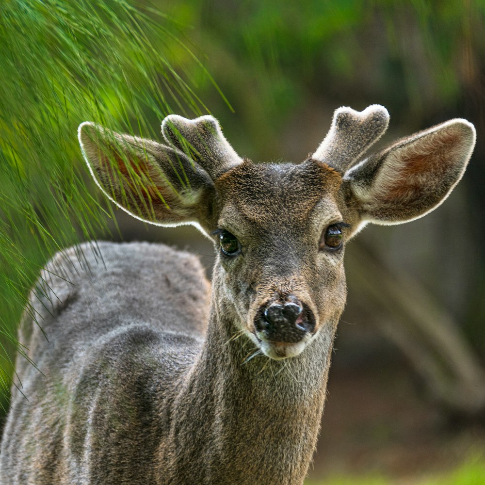 brown deer in tilt shift lens