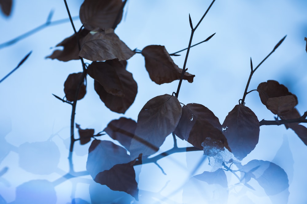 blaue Blume mit Wassertröpfchen