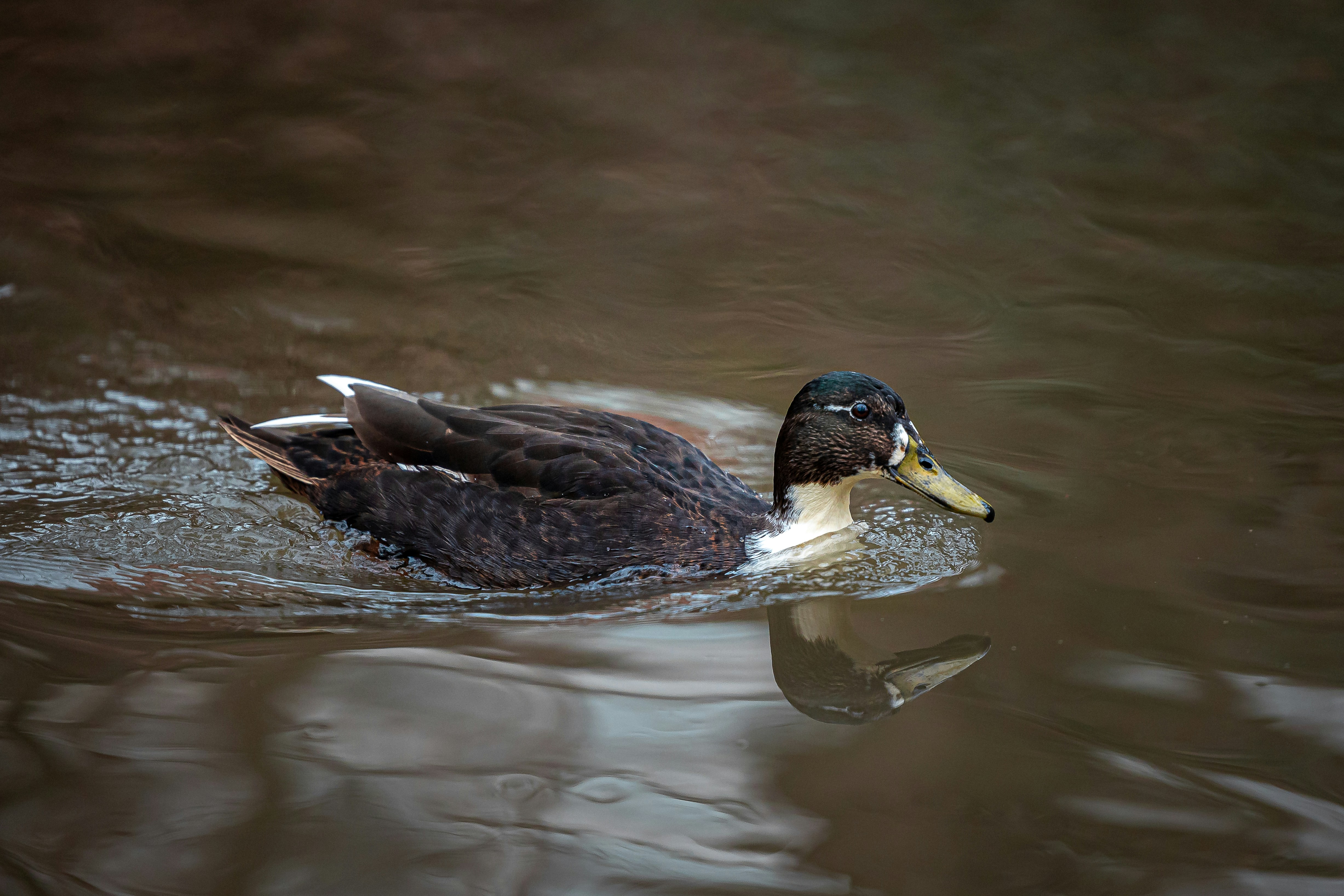 Photo by robiwankenobi