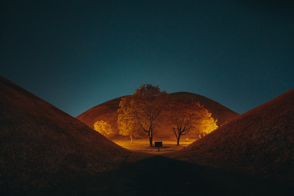 leafless tree on brown field during night time