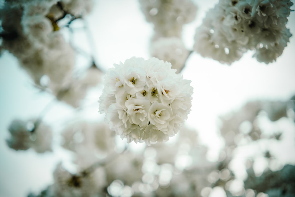 white flower in close up photography