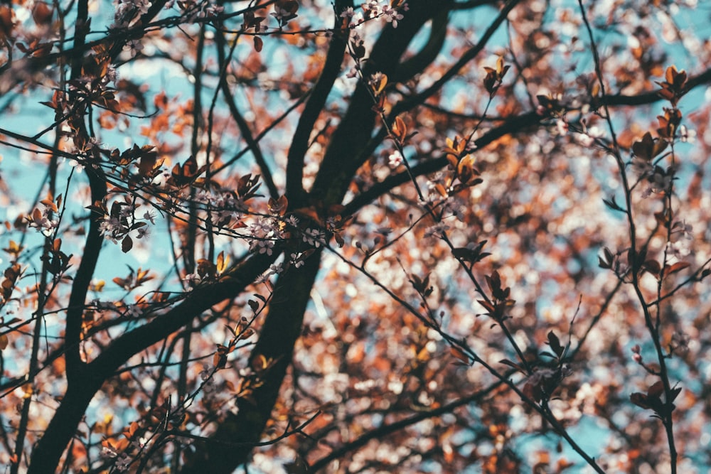 Rama de árbol marrón durante el día