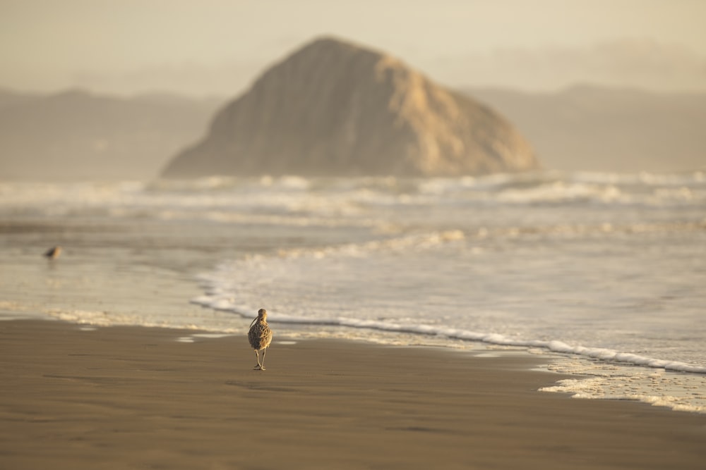 brown bird on beach during daytime