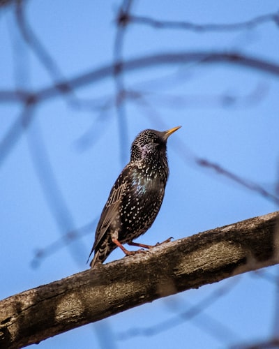 black and white bird on tree branch