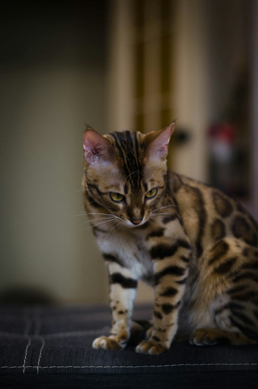 brown and black tabby cat