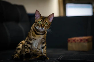 A close-up of a striking Bengal cat with vivid spots lounging gracefully on a sunlit windowsill.