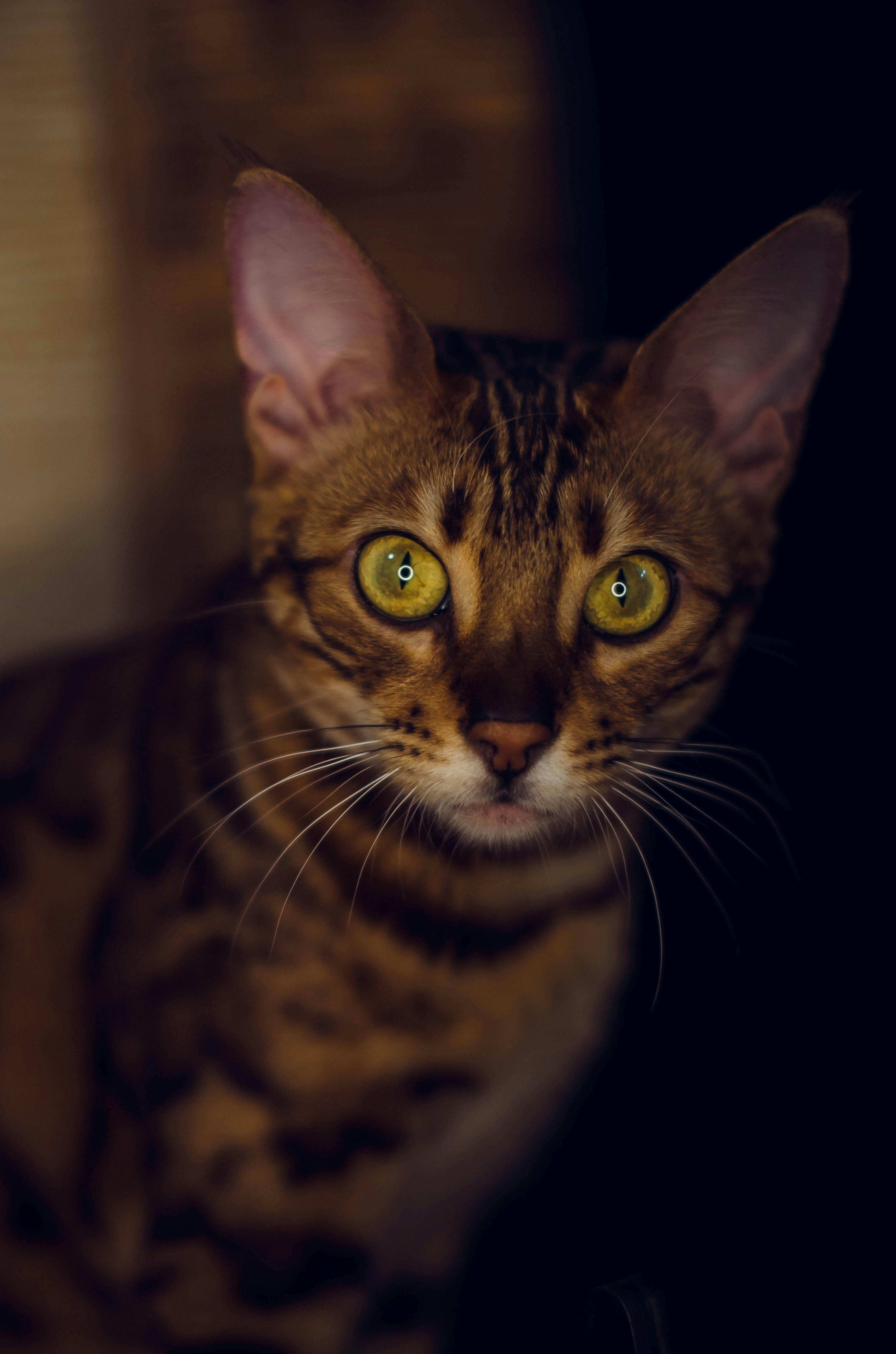 Bengal: The Wild-Eyed Leopard (image credits: unsplash)