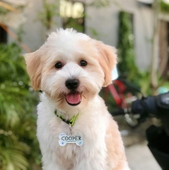 A fluffy dog with light cream and white fur is looking directly at the camera with an open mouth and happy expression. The dog is wearing a collar with a name tag that reads 'Cooper'. The background is blurred, featuring greenery and a hint of a red bicycle.