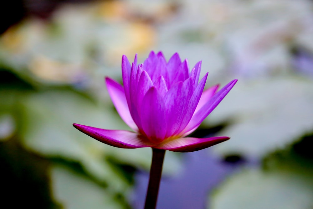 purple flower in tilt shift lens