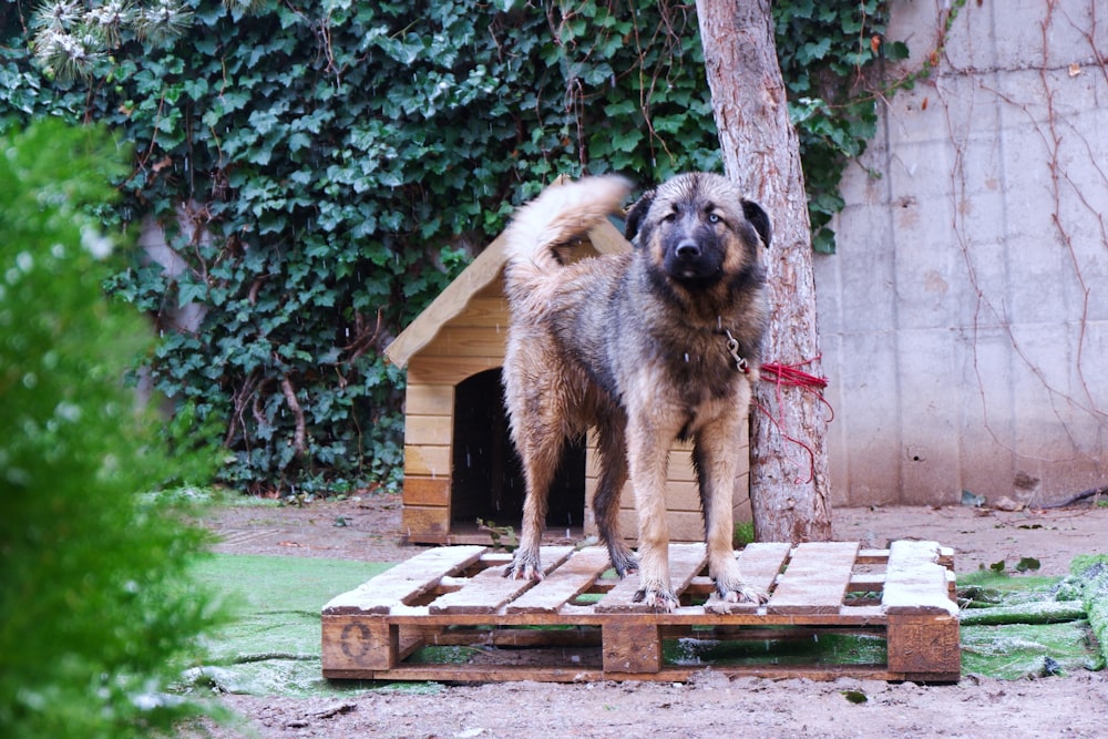 brown and black short coated dog on brown wooden stairs