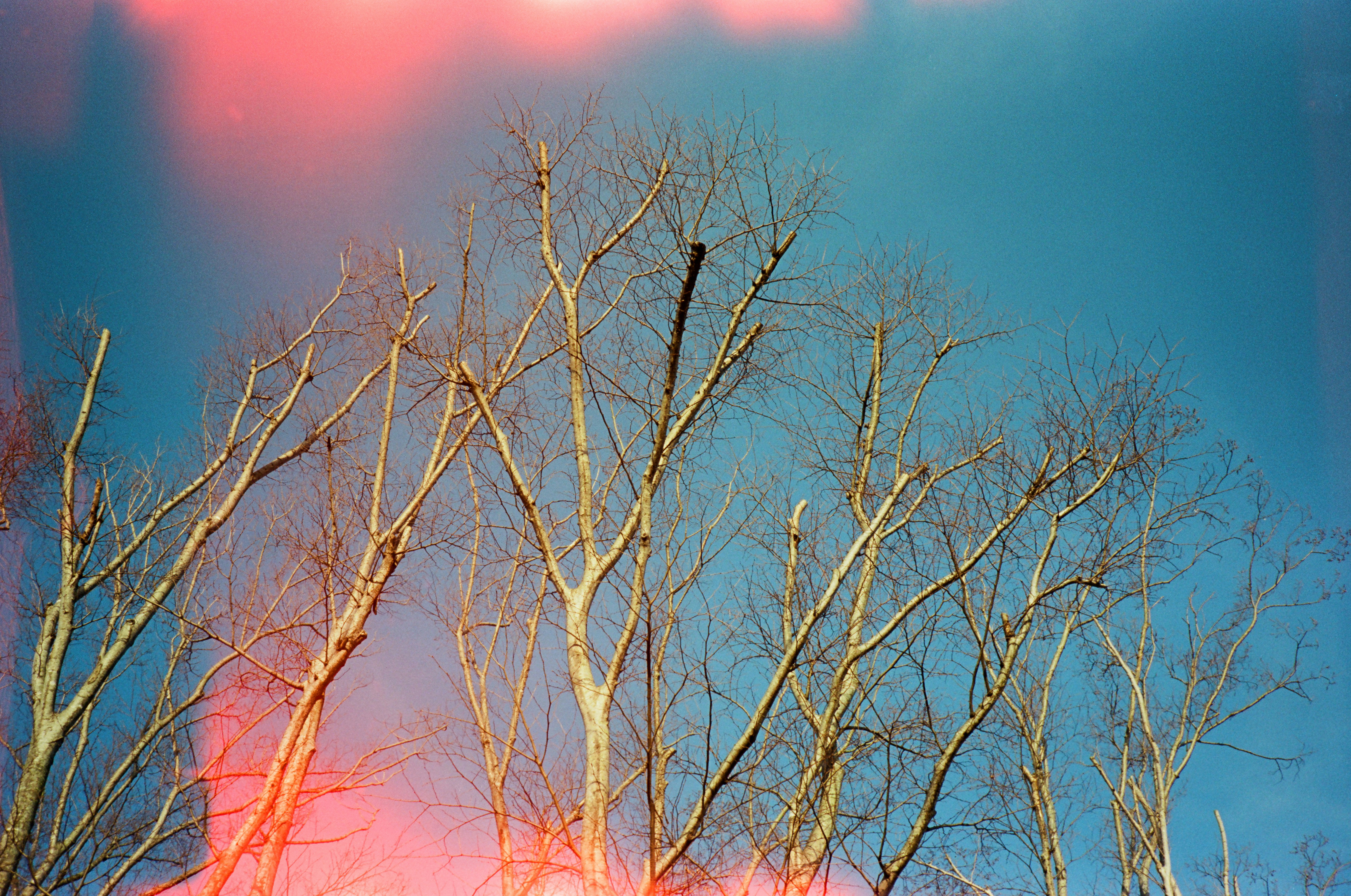 leafless tree under blue sky