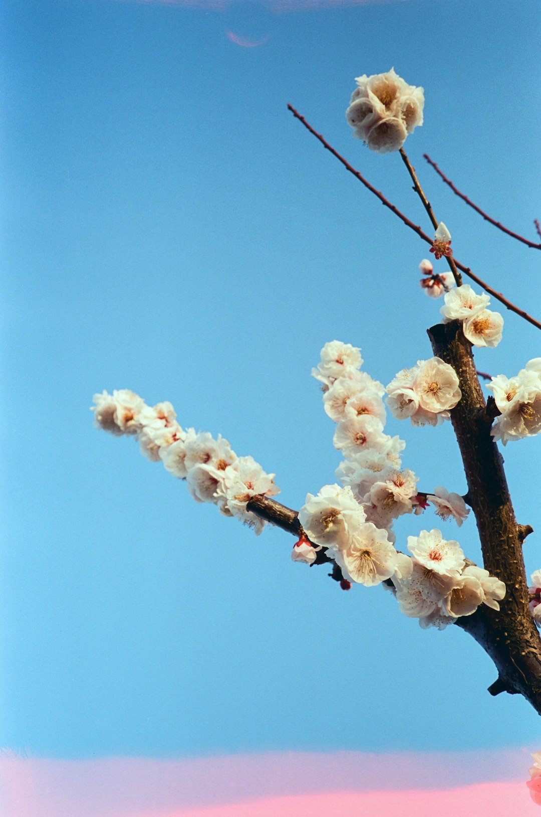 white cherry blossom under blue sky during daytime