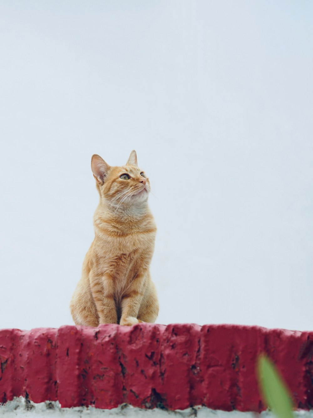 orange tabby cat sitting on red textile