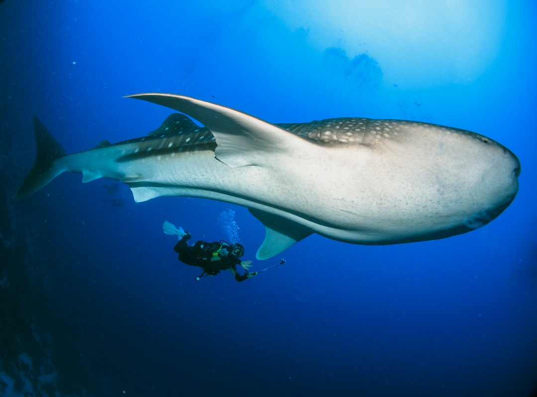 Underwater photo spot Island Divers Malé