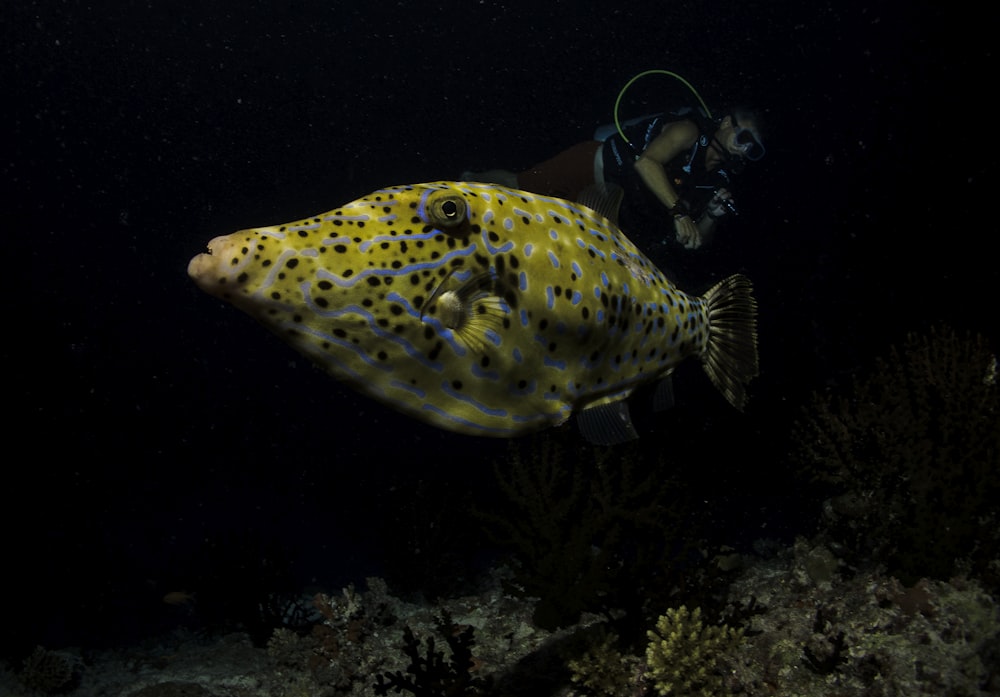 yellow and black fish in water