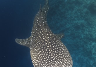 black and white polka dot fish