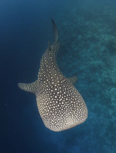 requin baleine maldives snorkeling