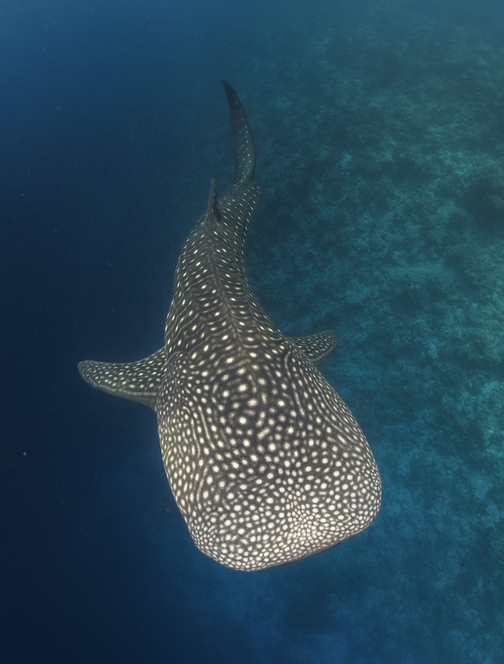 black and white polka dot fish