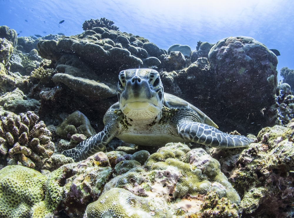 brown and black sea turtle