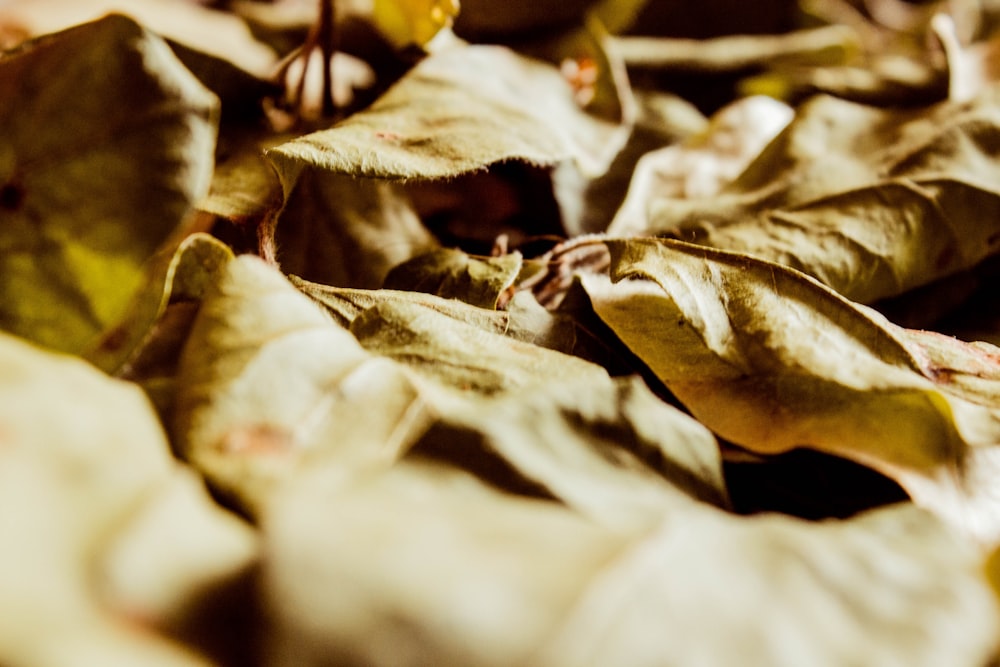 brown dried leaves in tilt shift lens