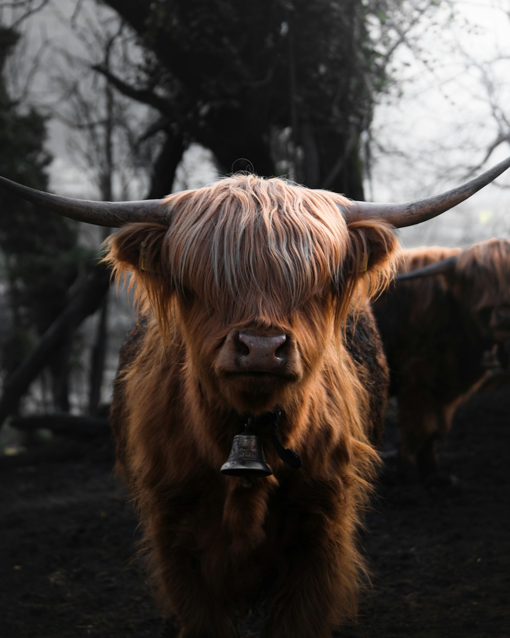 vache brune sur une route asphaltée grise pendant la journée